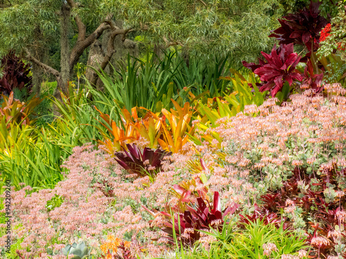 USA, Hawaii, Maui, Up Country, Kula garden with Bromides photo