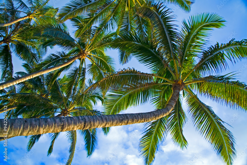 USA, Hawaii, Oahu, North Shore and palm tree USA, Hawaii, Oahu, North Shore and palm tree