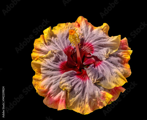 Colorful Maroon Blue Orange Voodoo Queen hibiscus flowers, Waikiki, Oahu, Hawaii. photo