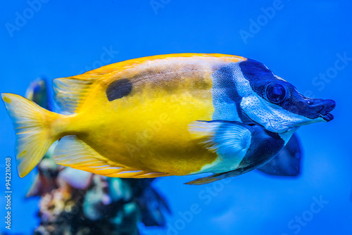 Colorful foxface fish, Waikiki, Oahu, Hawaii. Found in coral and reefs in tropical waters.