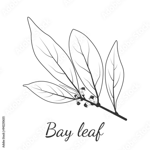 Branch of bay leaf with seeds.  Aromatic seasoning or spices. Culinary ingredient. For packaging spices and herbs products. Healthy eating. Vector illustration in doodle style.