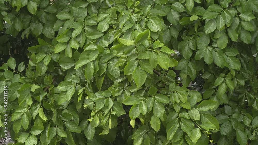 Light raining on the leaves of tree Light raining on the leaves of tree