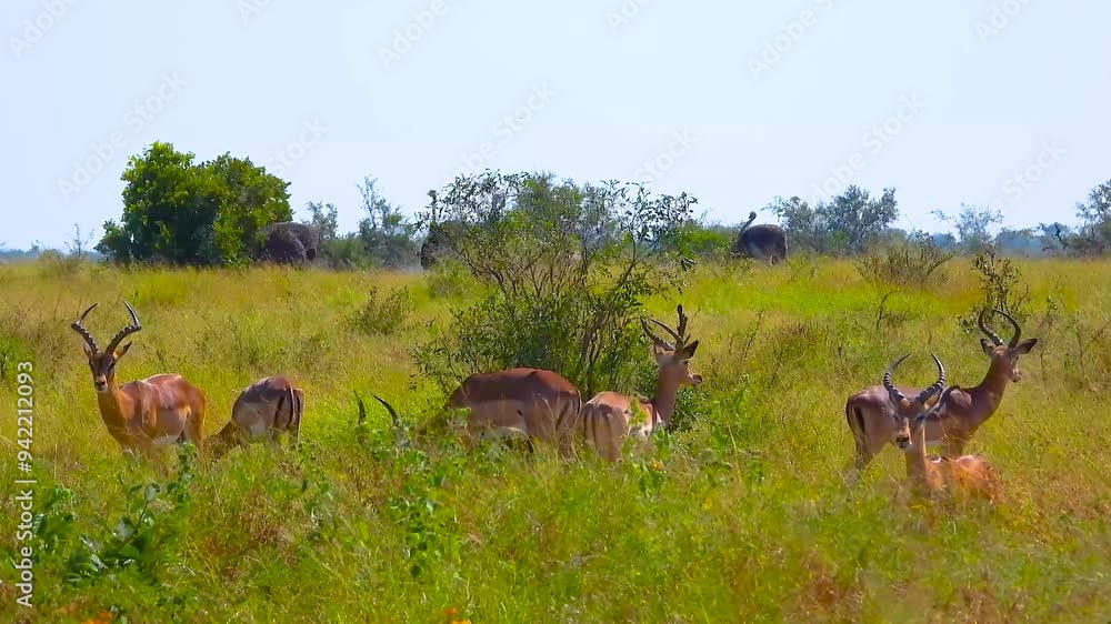 A peaceful herd of impala grazing in the open fields of Kruger National Park, South Africa, blending into the natural landscape A peaceful herd of impala grazing in the open fields of Kruger National Park, South Africa, blending into the natural landscape