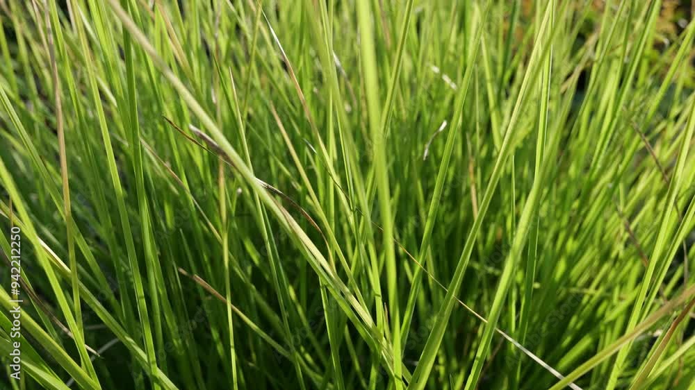 Green grass lit by sun, slight breeze, handheld Green grass lit by sun, slight breeze, handheld