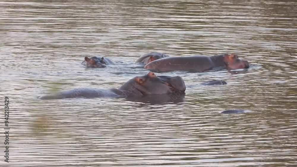 Hippopotamuses splashing and enjoy a bath in water in Kruger National Park, South Africa Hippopotamuses splashing and enjoy a bath in water in Kruger National Park, South Africa
