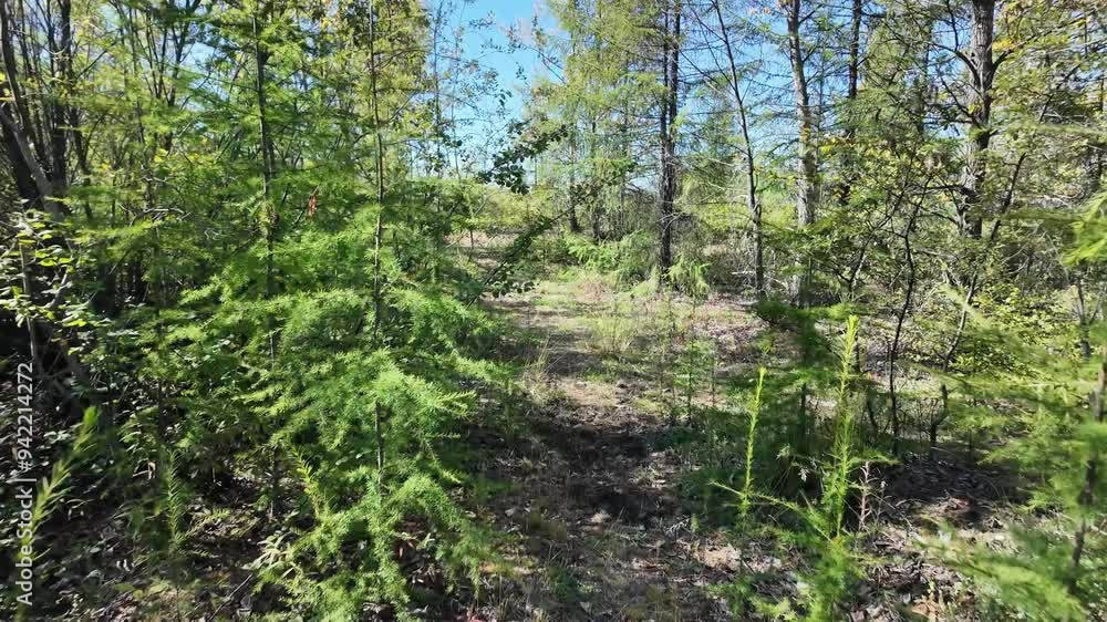 Journey through vibrant greenery in Yakutia, Russia, as sunlight filters through the trees, revealing a tranquil forest path. Journey through vibrant greenery in Yakutia, Russia, as sunlight filters through the trees, revealing a tranquil forest path.