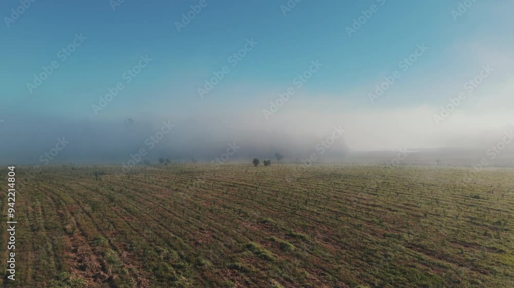 General drone flyover detailed shot of yerba mate crops with fog coming in and covering blue sky as morning sun gets high. Tractor vehicle marks along the field. Shot on Dji Air 3 at 4K - 60fps. General drone flyover detailed shot of yerba mate crops with fog coming in and covering blue sky as morning sun gets high. Tractor vehicle marks along the field. Shot on Dji Air 3 at 4K - 60fps.