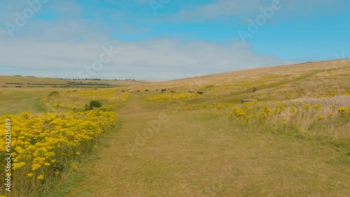 Movement towards Wild Summer Field with Grazing Horses,Uk photo