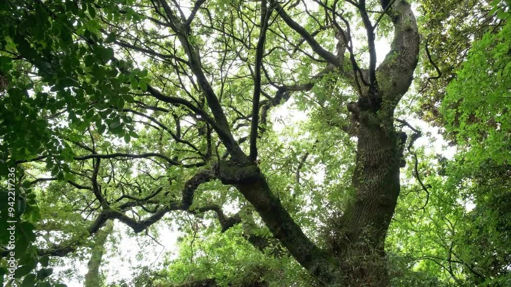 Tree canopy on a sunny day, panning, looking up Tree canopy on a sunny day, panning, looking up