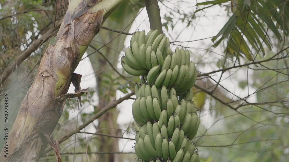 Close-up of unripe green bananas hanging on palm branch. Tropical fruits. Healthy food. Argentina. Close-up of unripe green bananas hanging on palm branch. Tropical fruits. Healthy food. Argentina.