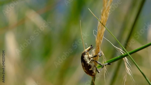 Larinus beetle on swaying grass photo