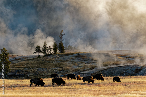 Herd of Bison near Old Faithful Geyser Upper Geyser Basin, Yellowstone National Park (Montana, Wyoming) photo