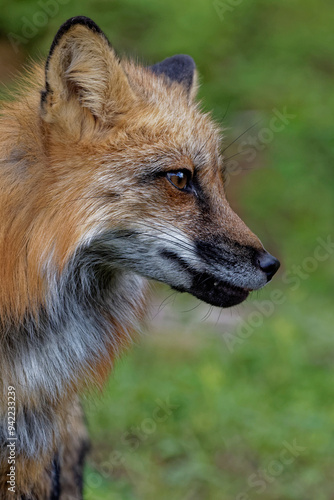 USA, Montana. Fox close-up in controlled environment. 