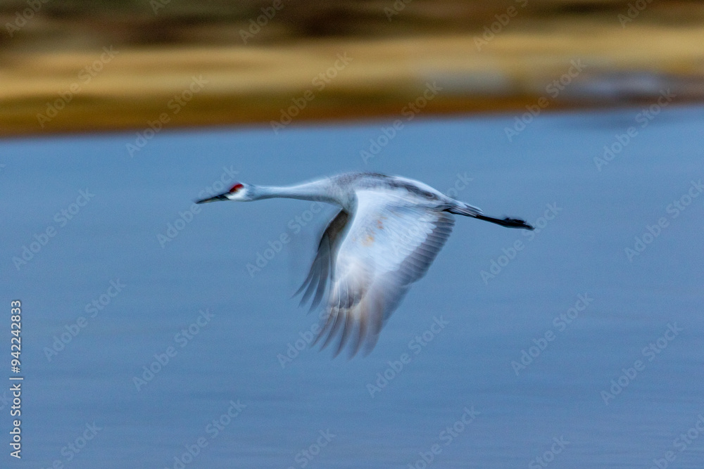 USA, New Mexico. Bosque Del Apache National Wildlife Refuge, sandhill crane in flight USA, New Mexico. Bosque Del Apache National Wildlife Refuge, sandhill crane in flight