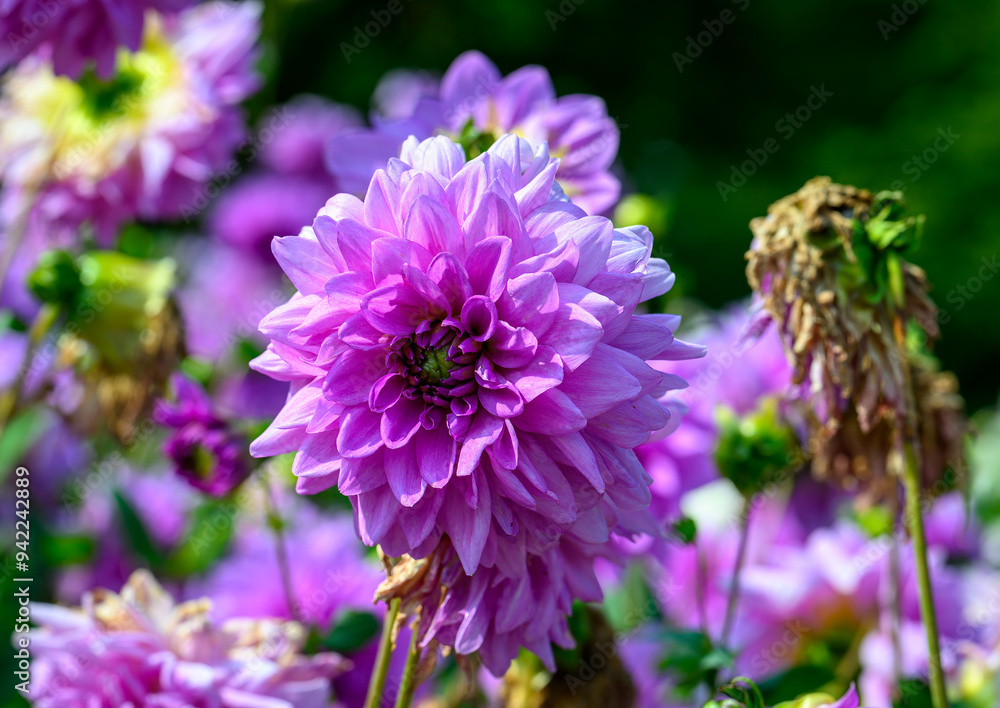 Close-up of violet and red dahlia Close-up of violet and red dahlia