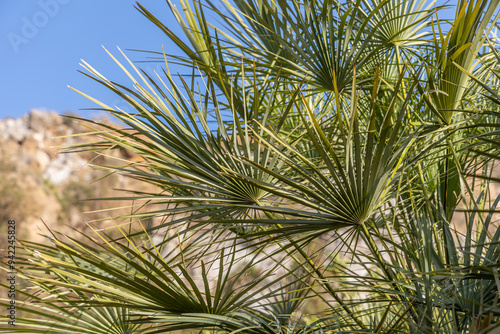 Beautiful Washingtonia robusta palm with big leaves is on the blue sky background