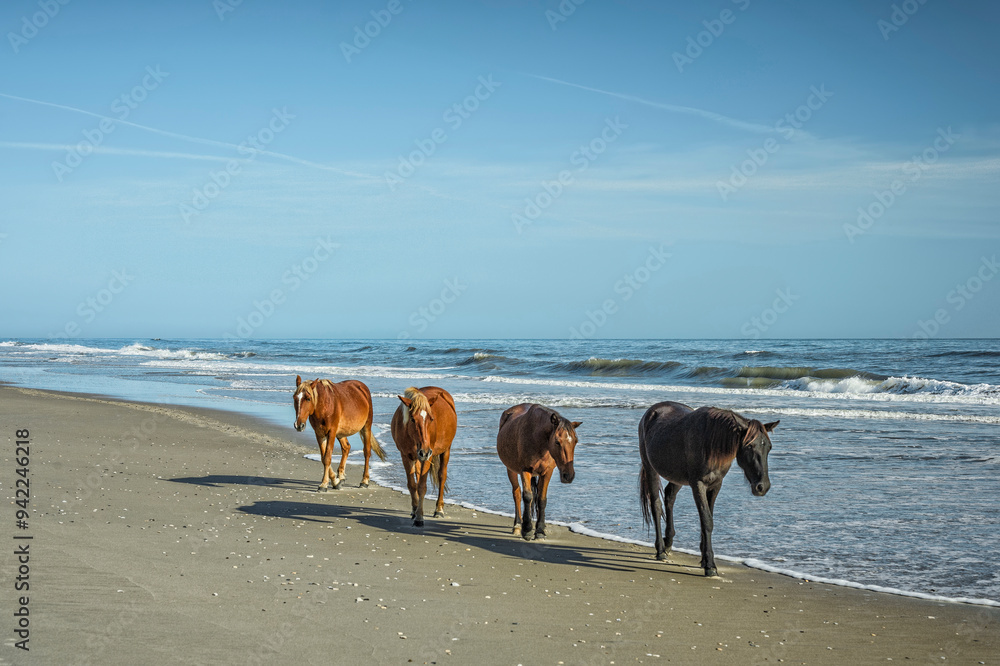 A group of wild Spanish Mustangs of Corolla walking along the beach. A group of wild Spanish Mustangs of Corolla walking along the beach.