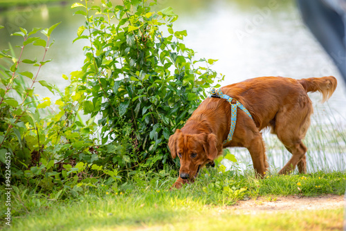 A happy golden retriever smiles while playing outside in the green grass on a beautiful summer day