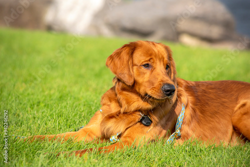 A happy golden retriever smiles while playing outside in the green grass on a beautiful summer day