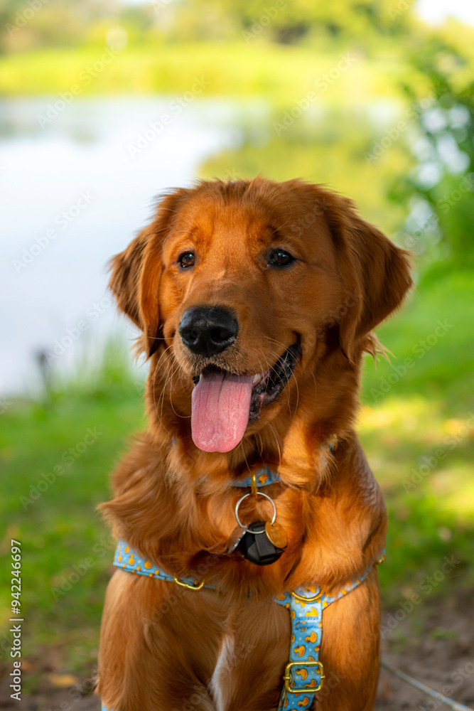 A happy golden retriever smiles with his tongue hanging out while playing outside in the green grass on a beautiful summer day A happy golden retriever smiles with his tongue hanging out while playing outside in the green grass on a beautiful summer day