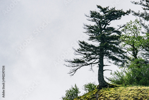 USA, Oregon. Columbia Gorge, conifers on bluff above Oneonta Gorge. photo