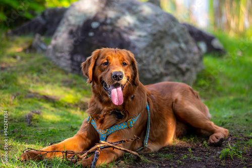 A happy golden retriever smiles with his tongue hanging out while playing outside in the green grass on a beautiful summer day