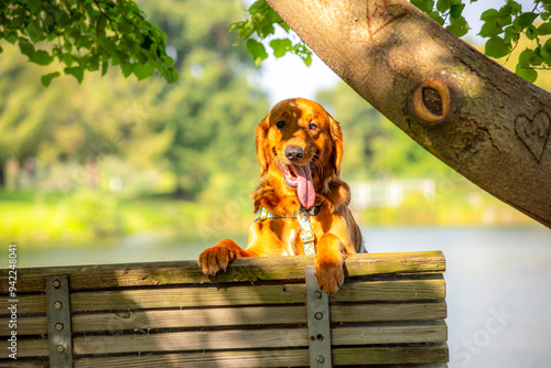 A happy golden retriever smiles with his tongue hanging out while playing outside in the green grass on a beautiful summer day