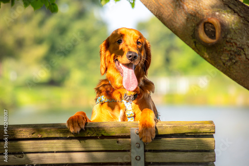 A happy golden retriever smiles with his tongue hanging out while playing outside in the green grass on a beautiful summer day