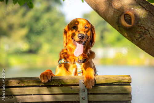 A happy golden retriever smiles with his tongue hanging out while playing outside in the green grass on a beautiful summer day