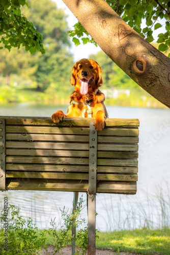 A happy golden retriever smiles with his tongue hanging out while playing outside in the green grass on a beautiful summer day