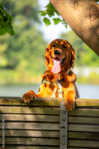 A happy golden retriever smiles with his tongue hanging out while playing outside in the green grass on a beautiful summer day