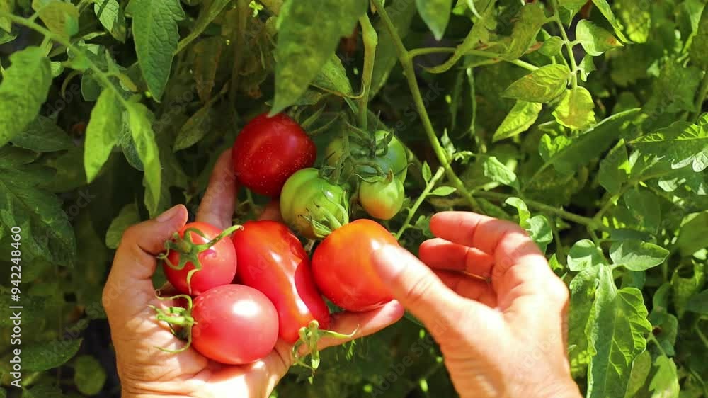 Woman's hands picking fresh red pire tomatos from the bush Woman's hands picking fresh red pire tomatos from the bush