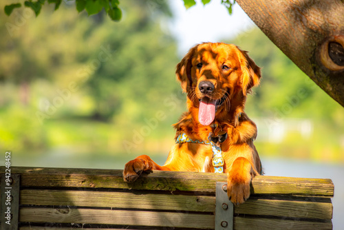 A happy golden retriever smiles with his tongue hanging out while playing outside in the green grass on a beautiful summer day