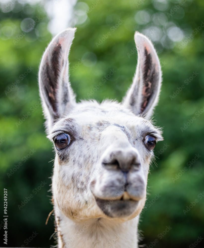 Obraz premium Funny portrait of white lama outdoor