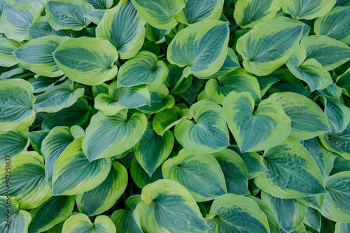 USA, Oregon, Salem. Sebright Gardens with hosta