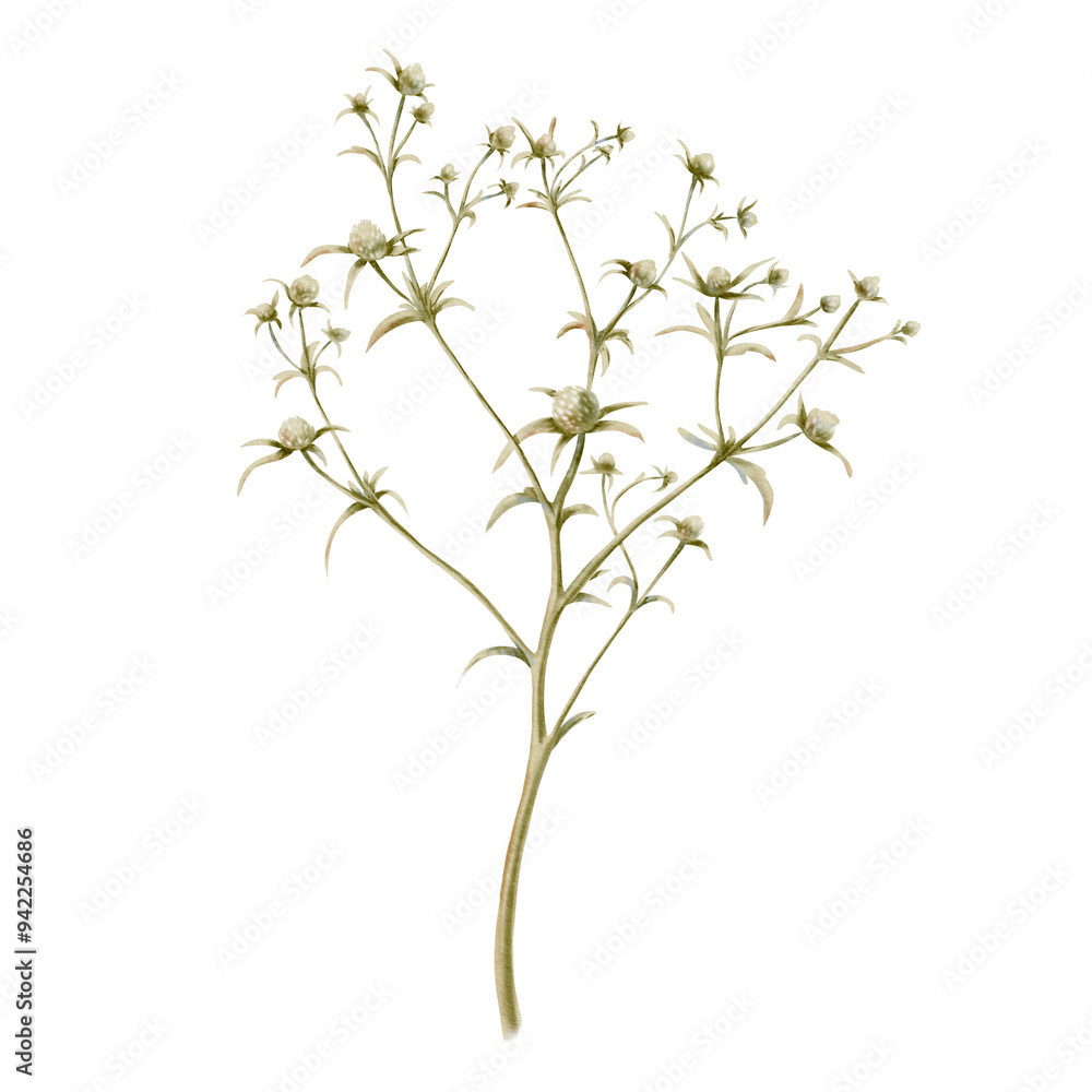Fototapeta premium Thistle or feverweed relieves insomnia, purifies the blood and stops bleeding. A medical field herb painted with digital watercolor . Great for your patterns, floral arrangements and prints