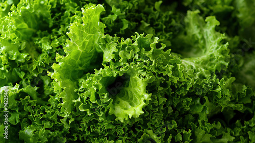  Green lettuce, up-close with numerous leafy greens