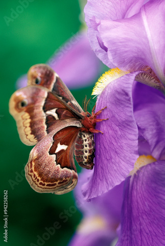 USA, Pennsylvania. Cecropia moth on iris flower.  photo