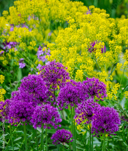 Purple allium blooming amongst yellow flowering plants. photo