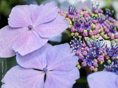 Close-up of a purple lacecap hydrangea. photo