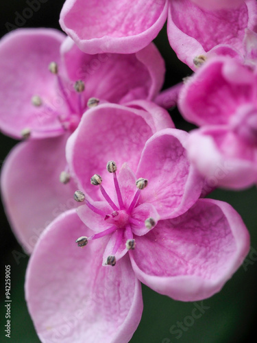 Close-up of a Hydrangea macrophylla 'Ayesha', lilac pink. photo