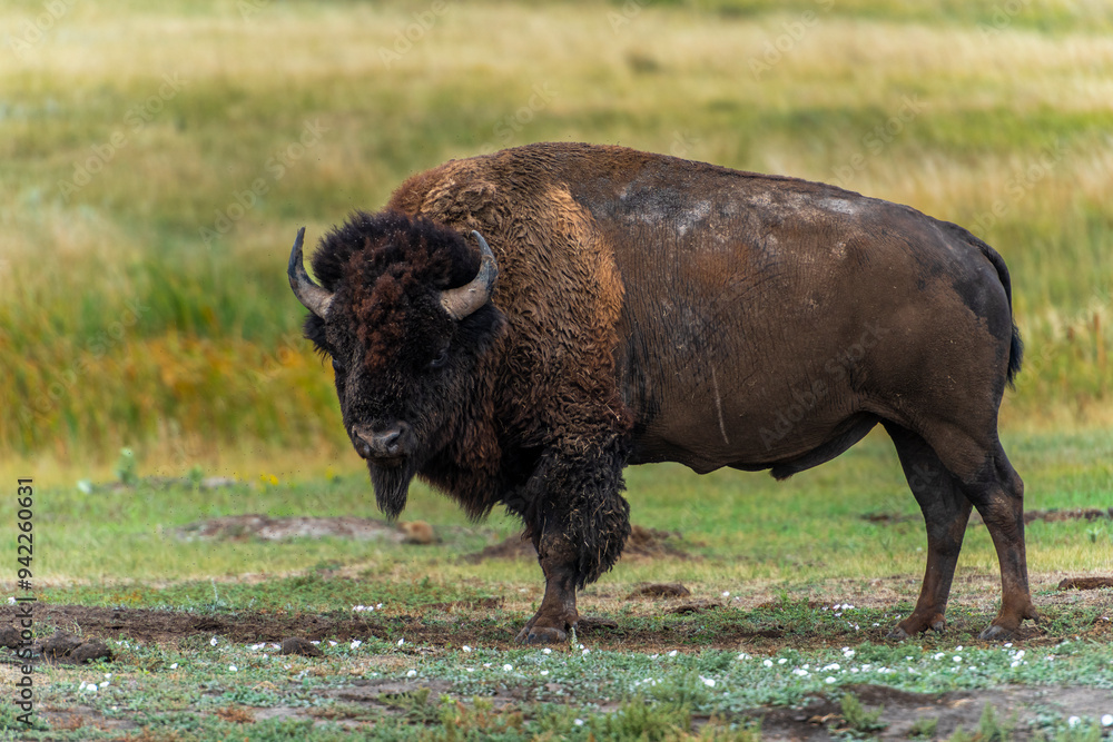 Lone bison, powerful to look at, is looking down before grazing. Lone bison, powerful to look at, is looking down before grazing.