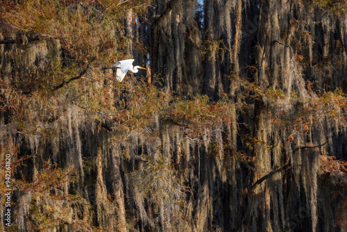 USA, Texas, Caddo Lake, cypress trees in autumn color with great egret photo