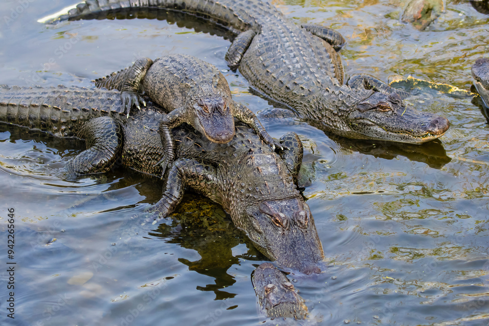 USA, Texas, Cameron County. South Padre Island, South Padre Island Birding and Nature Center, American alligator in exhibit pond USA, Texas, Cameron County. South Padre Island, South Padre Island Birding and Nature Center, American alligator in exhibit pond