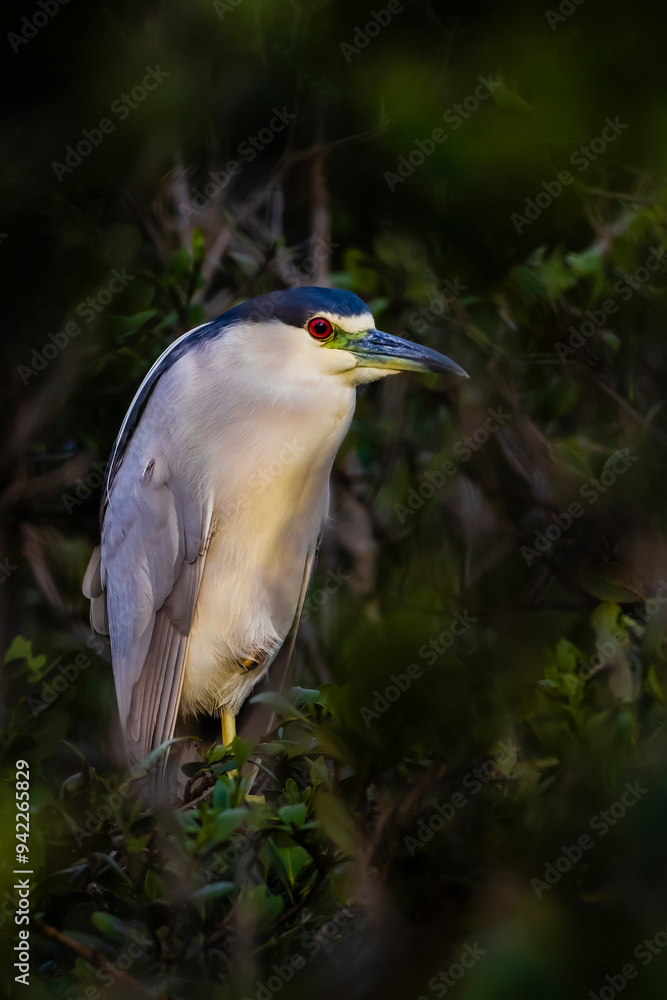 USA, Texas, Cameron County. South Padre Island, black-crowned night-heron roosting USA, Texas, Cameron County. South Padre Island, black-crowned night-heron roosting