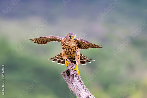 Merlin landing on stump