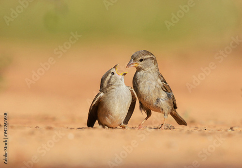 House Sparrow (Passer domesticus), female feeding young, Rio Grande Valley, South Texas USA photo