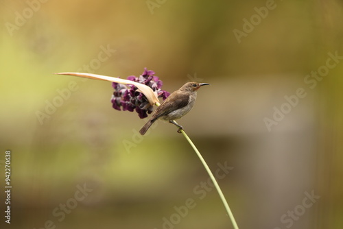 Sulawesi myzomela (Myzomela chloroptera) is a species of bird in the family Meliphagidae. It is endemic to Indonesia where it occurs in Sulawesi. photo