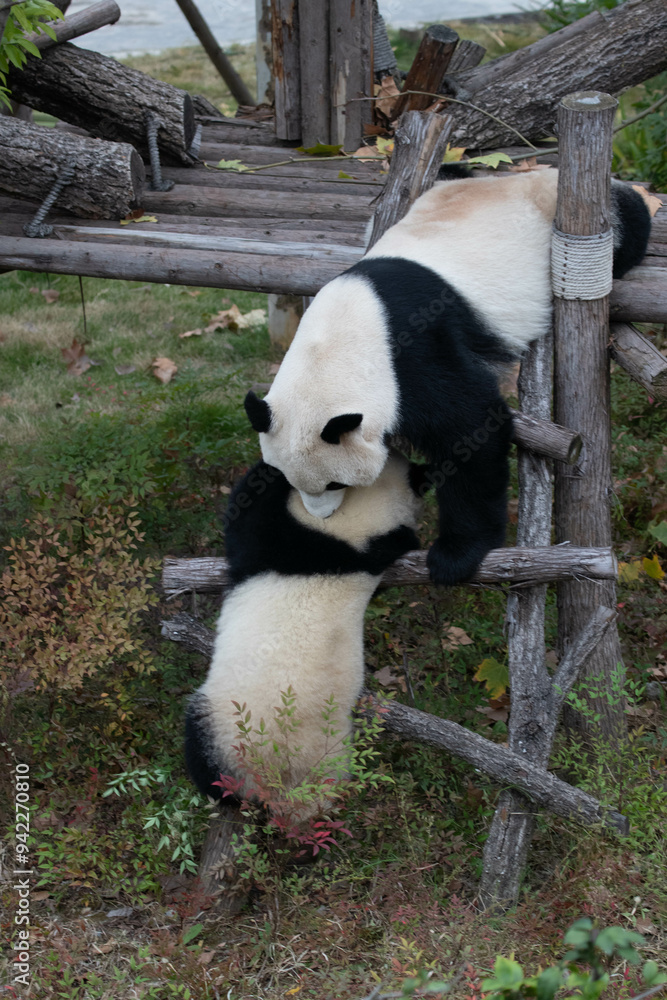 Mother Panda is Kissing her Baby, Chengdu, China Mother Panda is Kissing her Baby, Chengdu, China