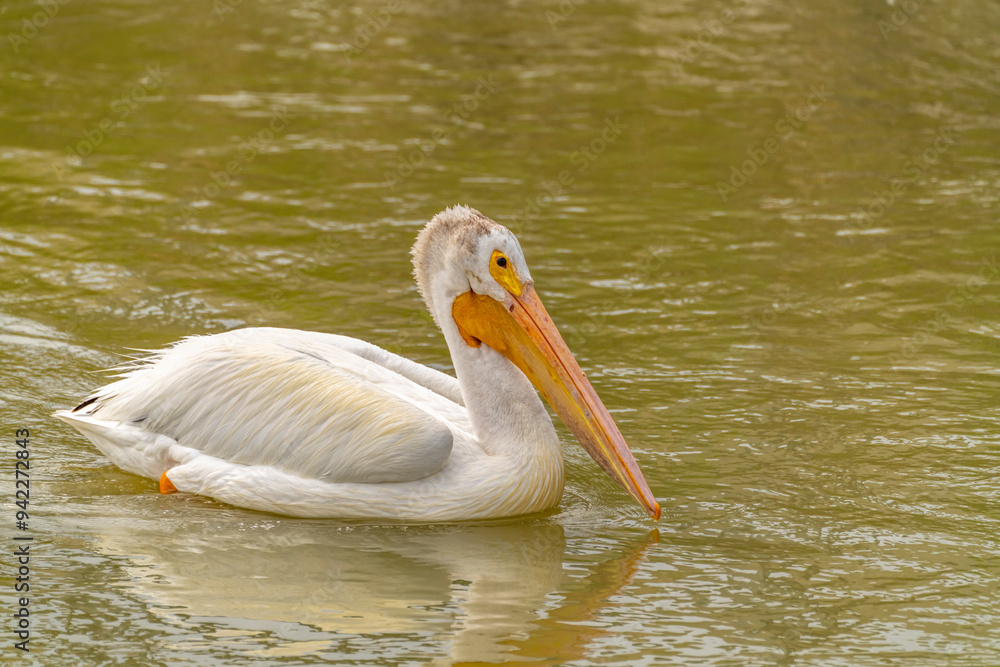 USA, Utah, Bear River National Wildlife Refuge. Close-up of pelican in water. USA, Utah, Bear River National Wildlife Refuge. Close-up of pelican in water.